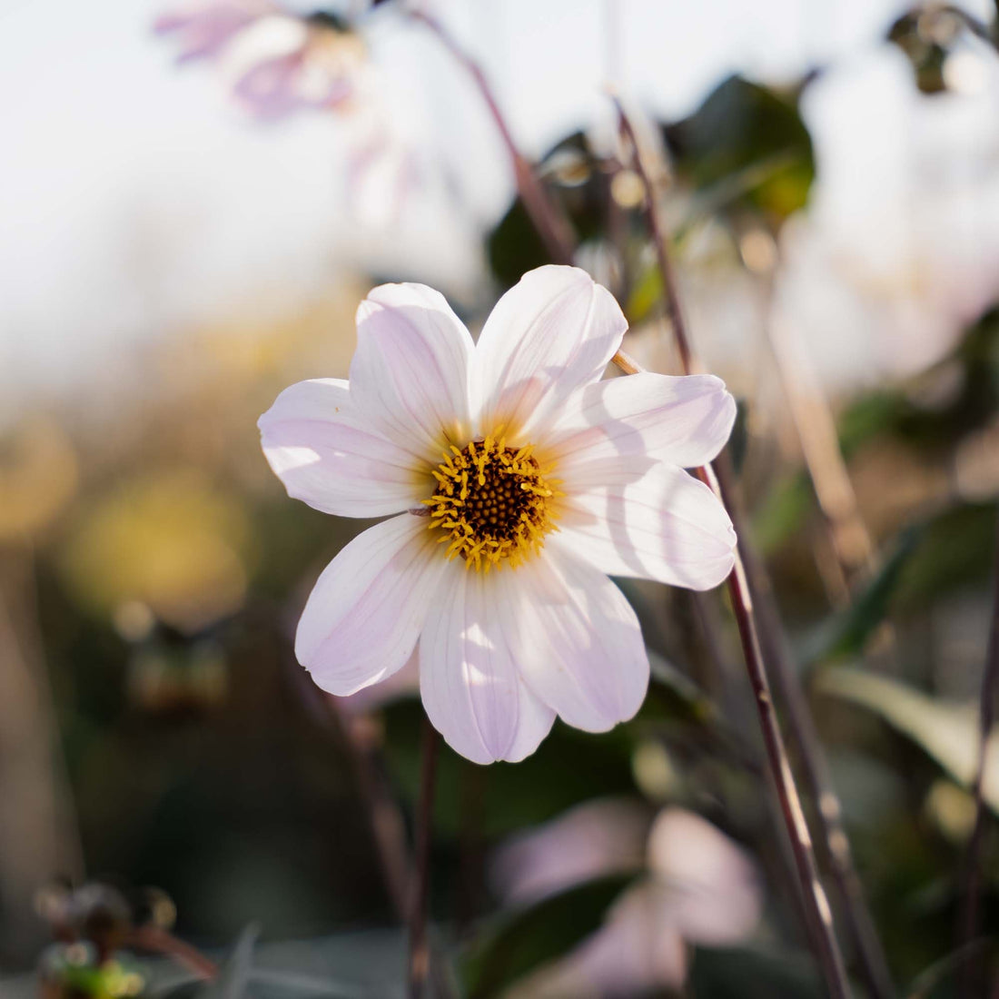 Dahlia 'Bishop of Dover'