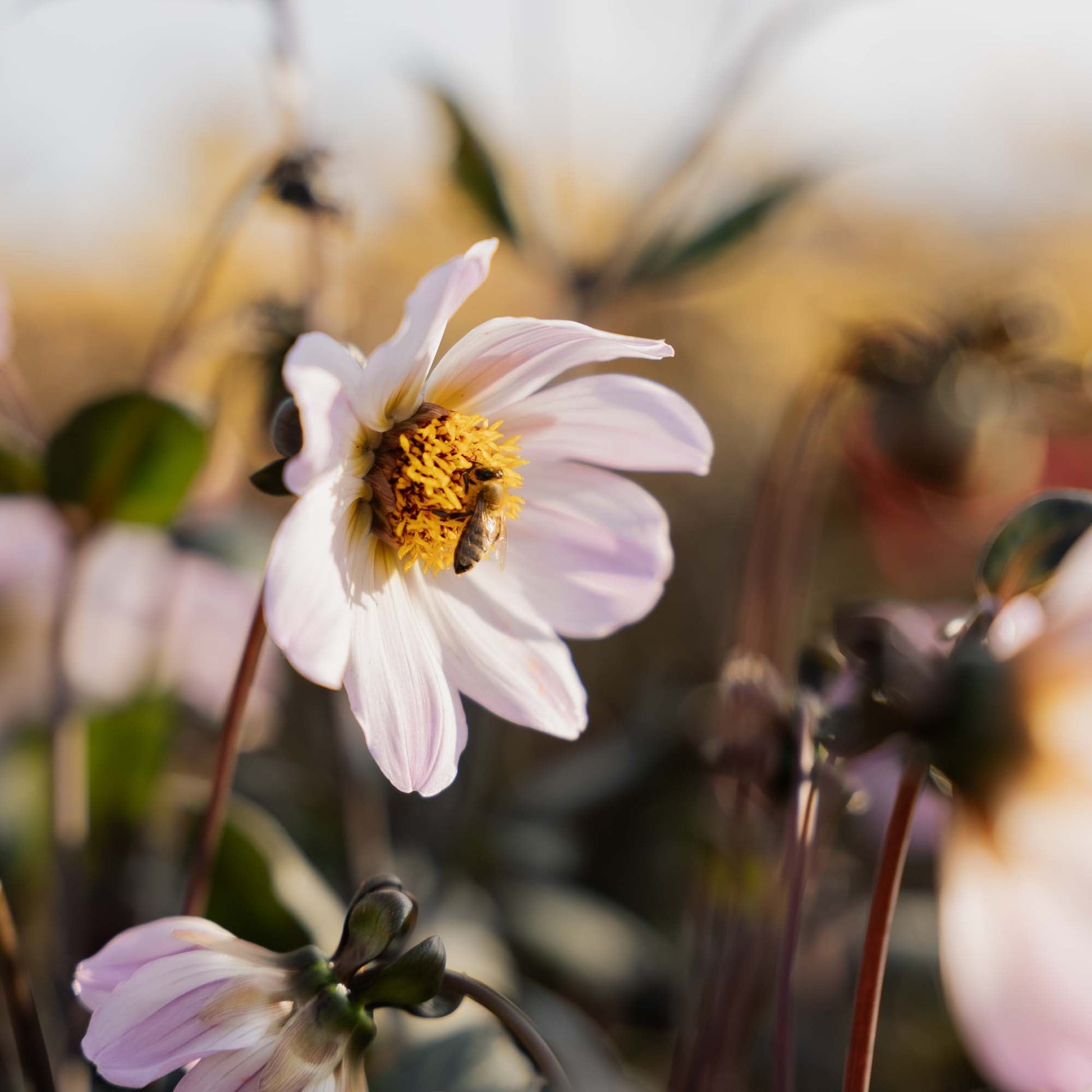 Dahlia 'Bishop of Dover'