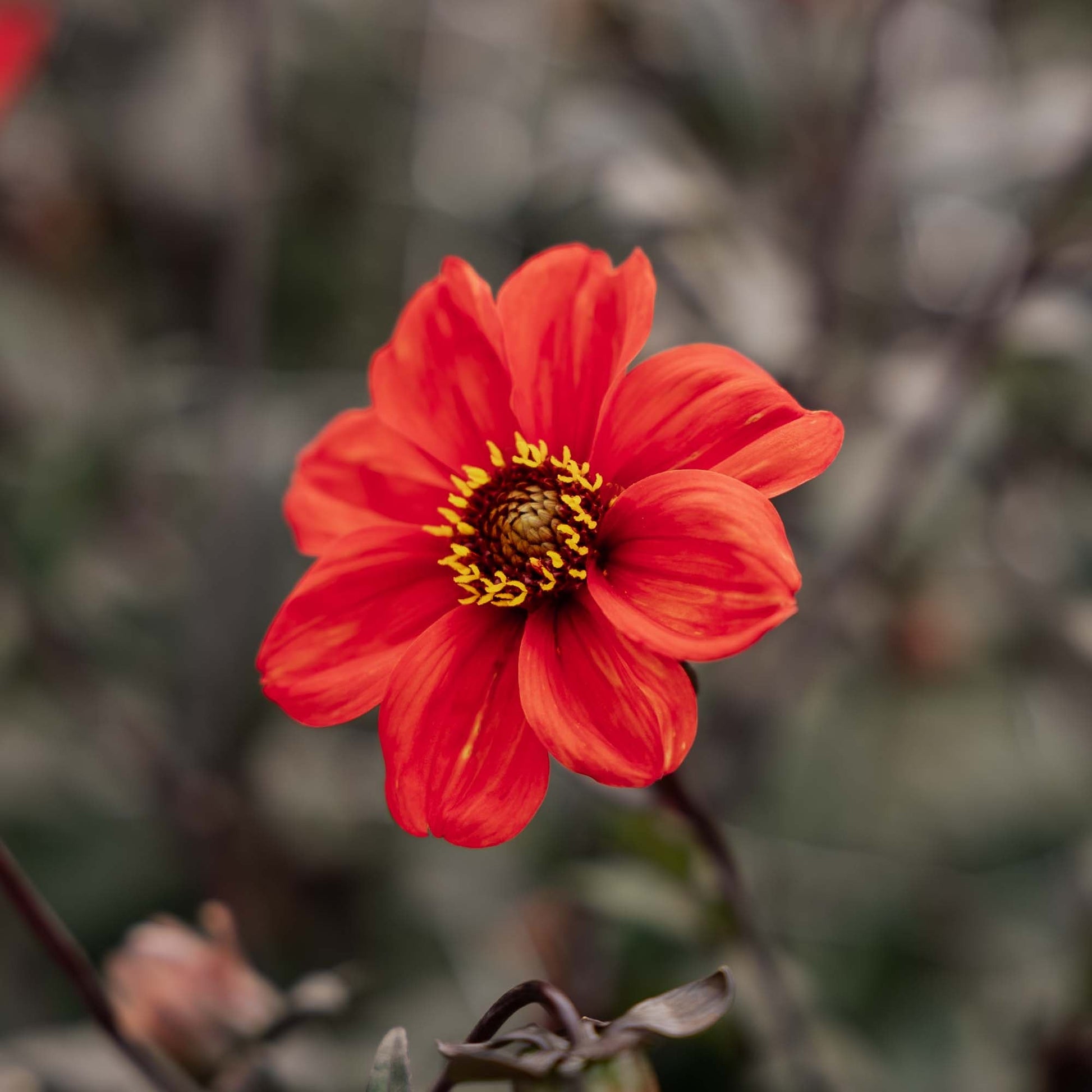 Dahlia 'Bishop of Oxford'