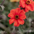 Dahlia 'Bishop of Oxford'