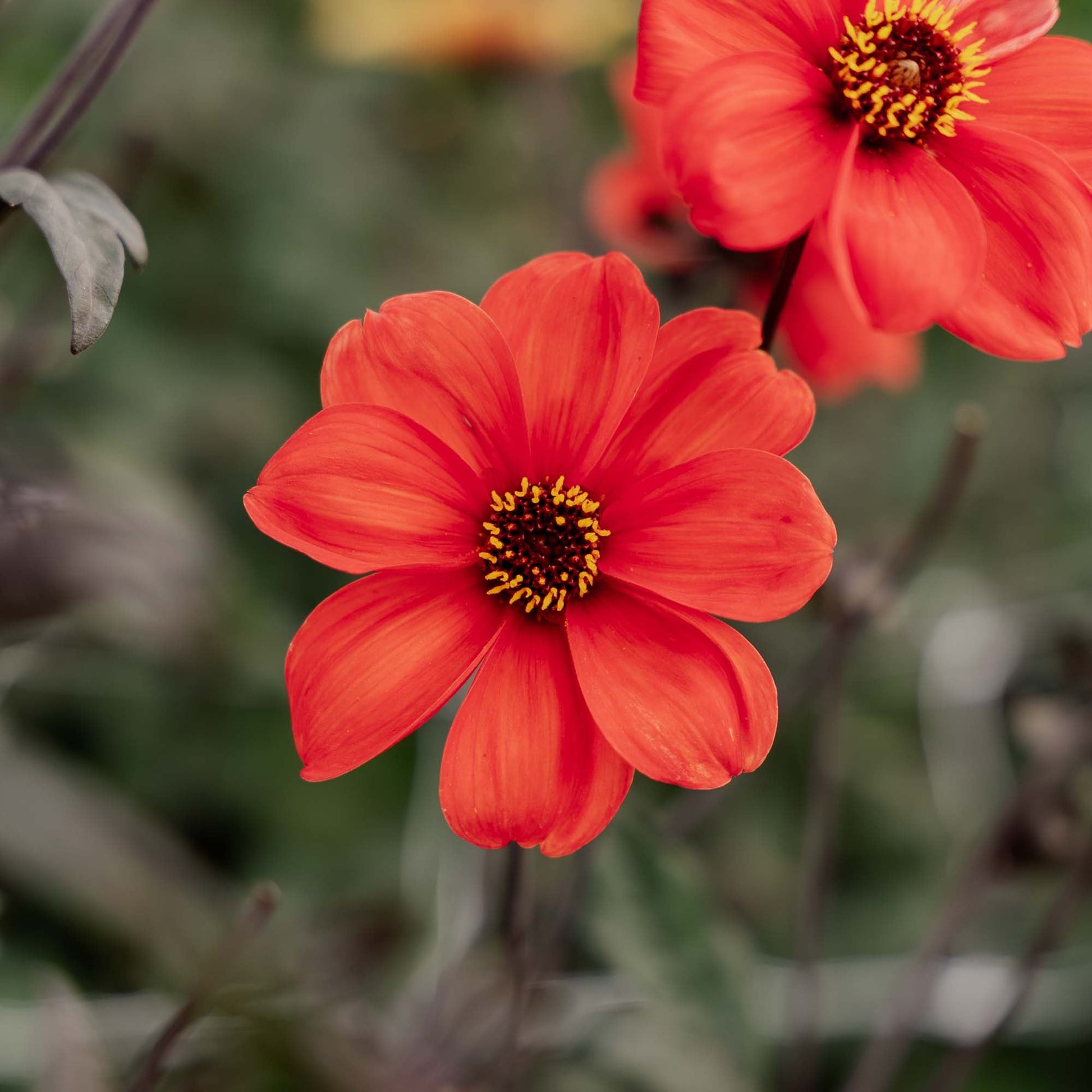 Dahlia 'Bishop of Oxford'