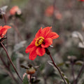 Dahlia 'Bishop of Oxford'