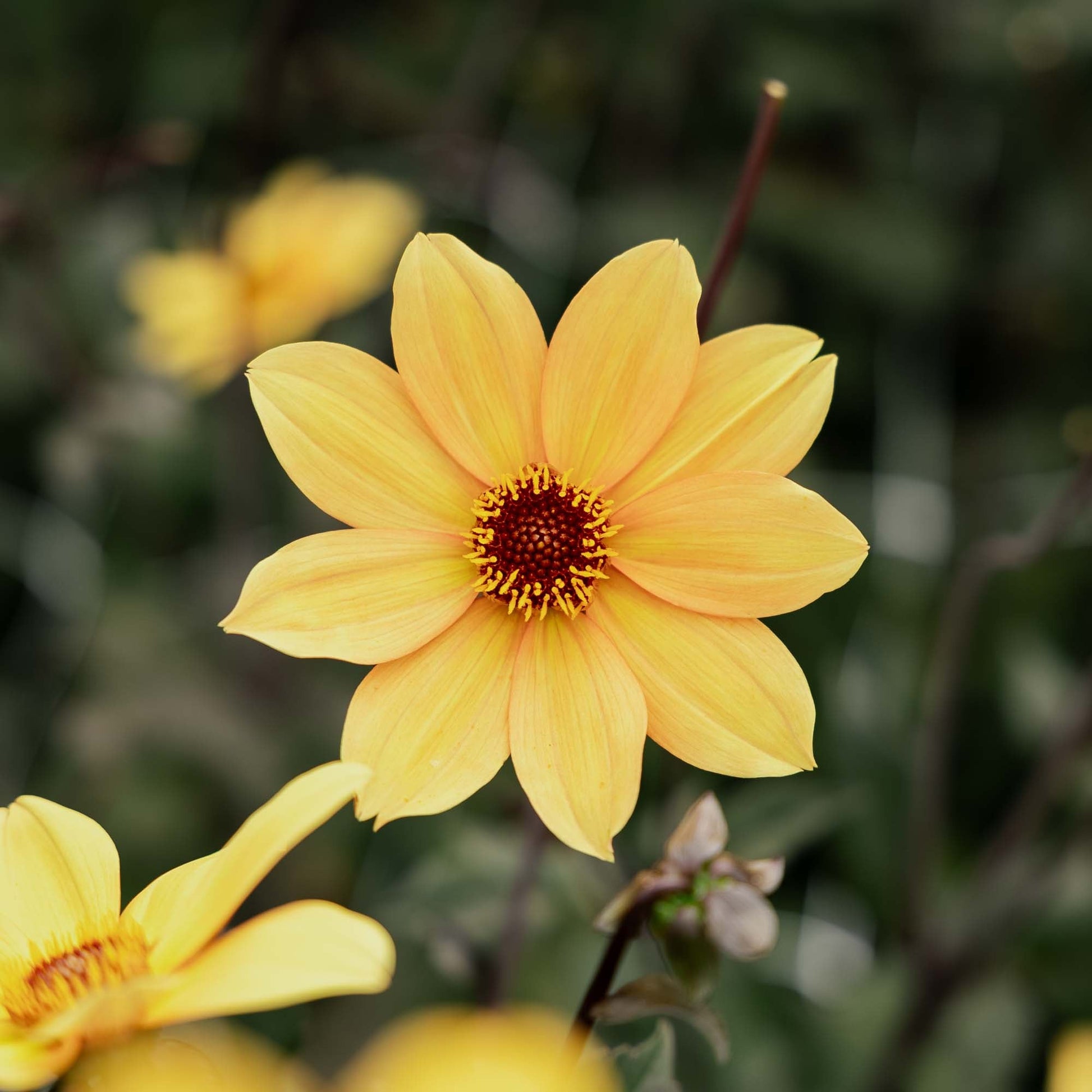 Dahlia 'Bishop of York'