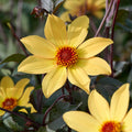 Dahlia 'Bishop of York'