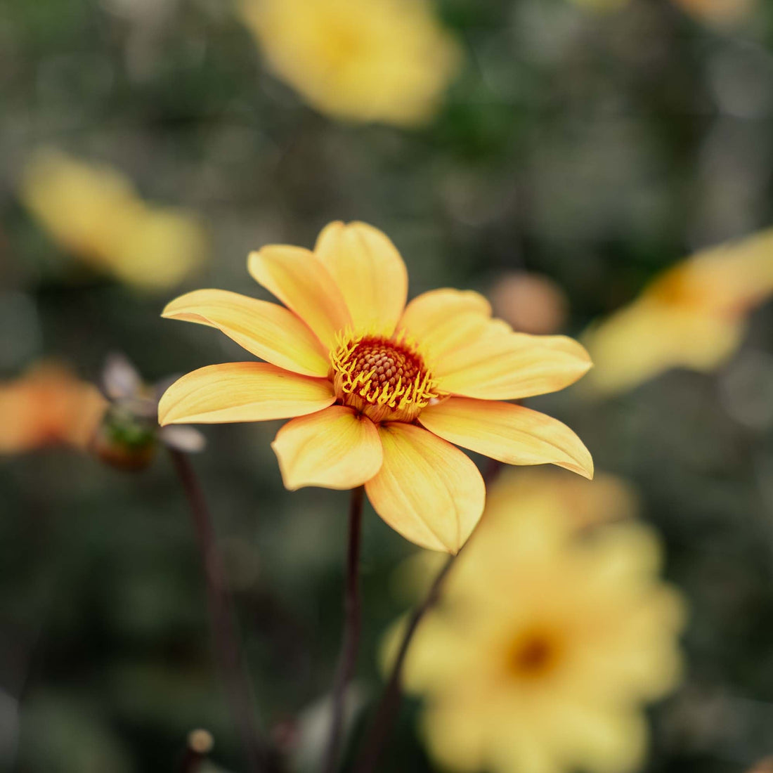 Dahlia 'Bishop of York'