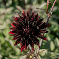 Dahlia 'Black Jack'