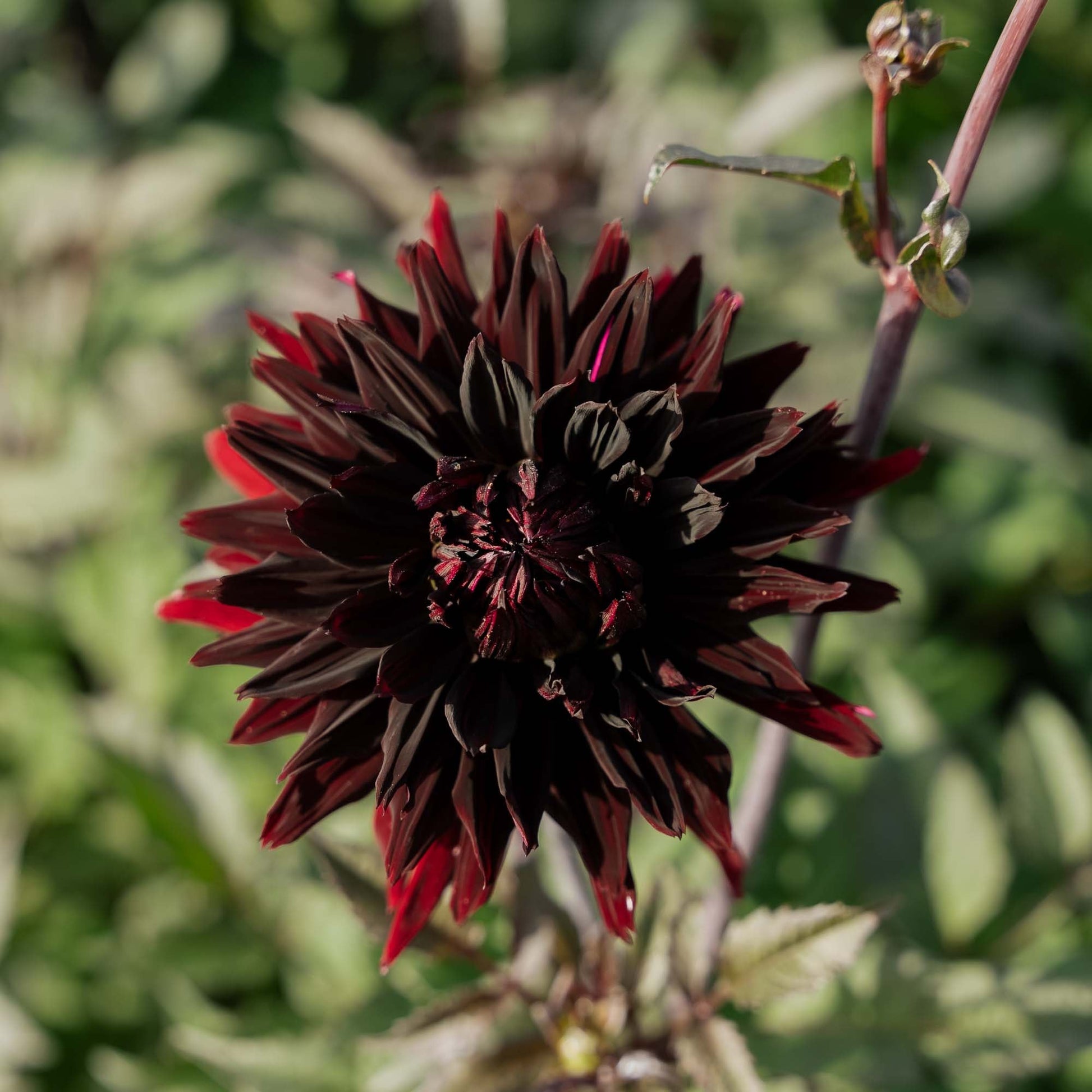 Dahlia 'Black Jack'