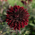 Dahlia 'Black Jack'