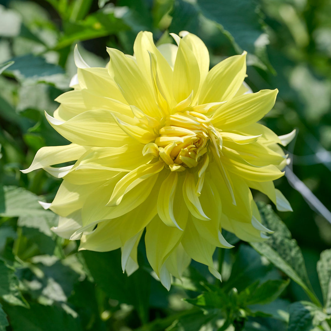 Dahlia 'Blondee'