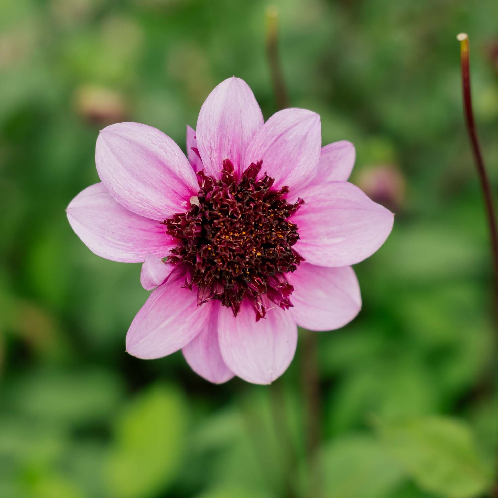 Dahlia 'Blue Bayou'