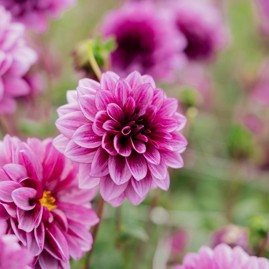 Dahlia 'Blue Bell'