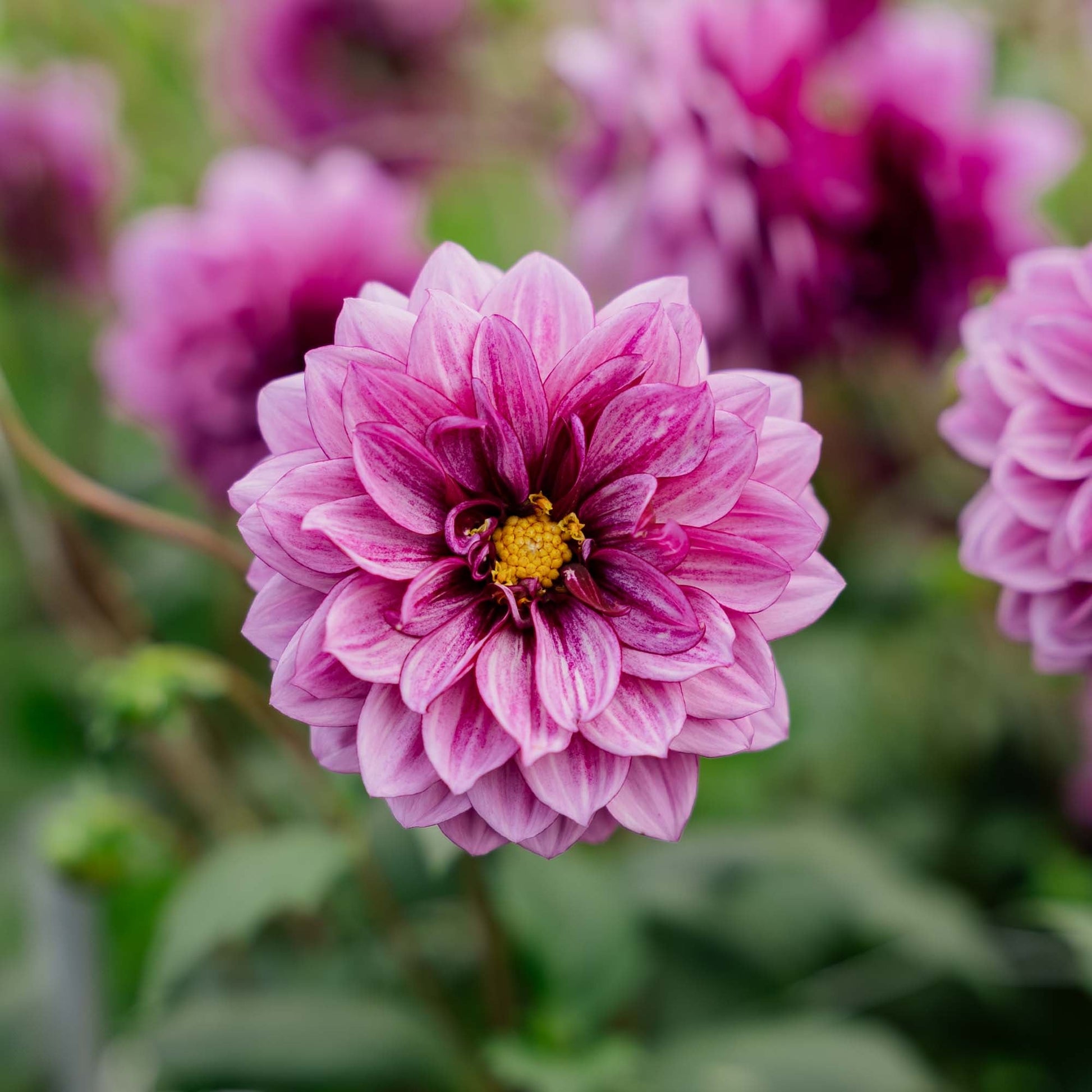 Dahlia 'Blue Bell'