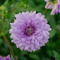 Dahlia 'Blue Boy'