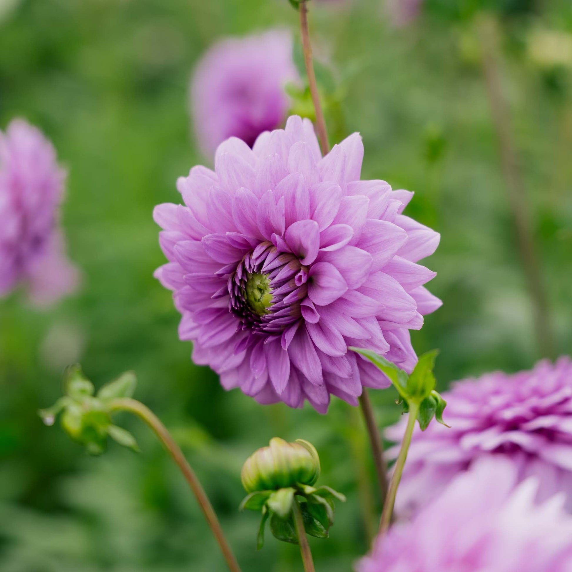 Dahlia 'Blue Boy'