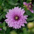 Dahlia 'Blue Boy'