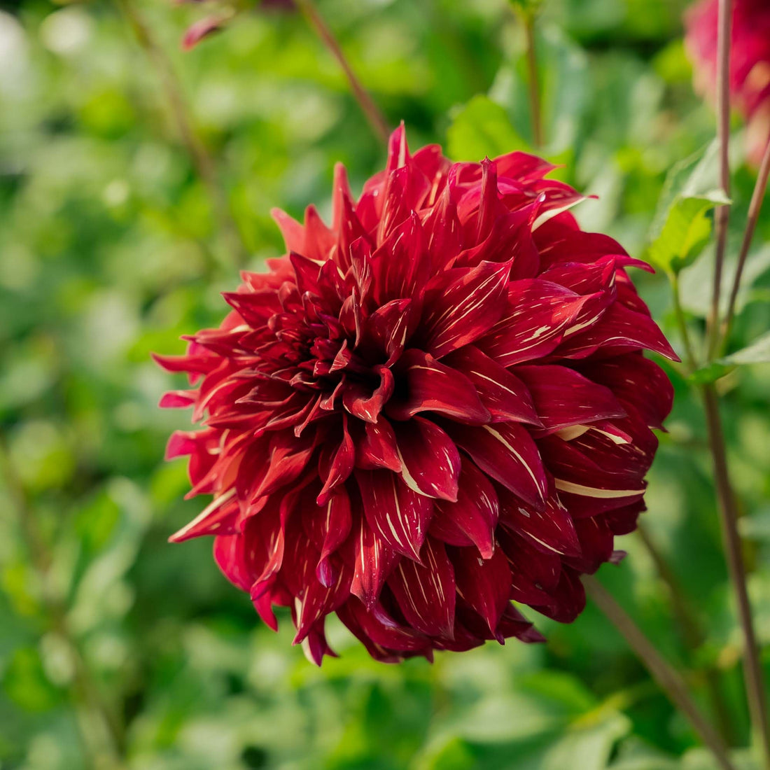 Dahlia 'Bohemian Spartacus'