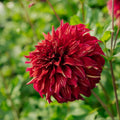 Dahlia 'Bohemian Spartacus'