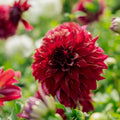 Dahlia 'Bohemian Spartacus'