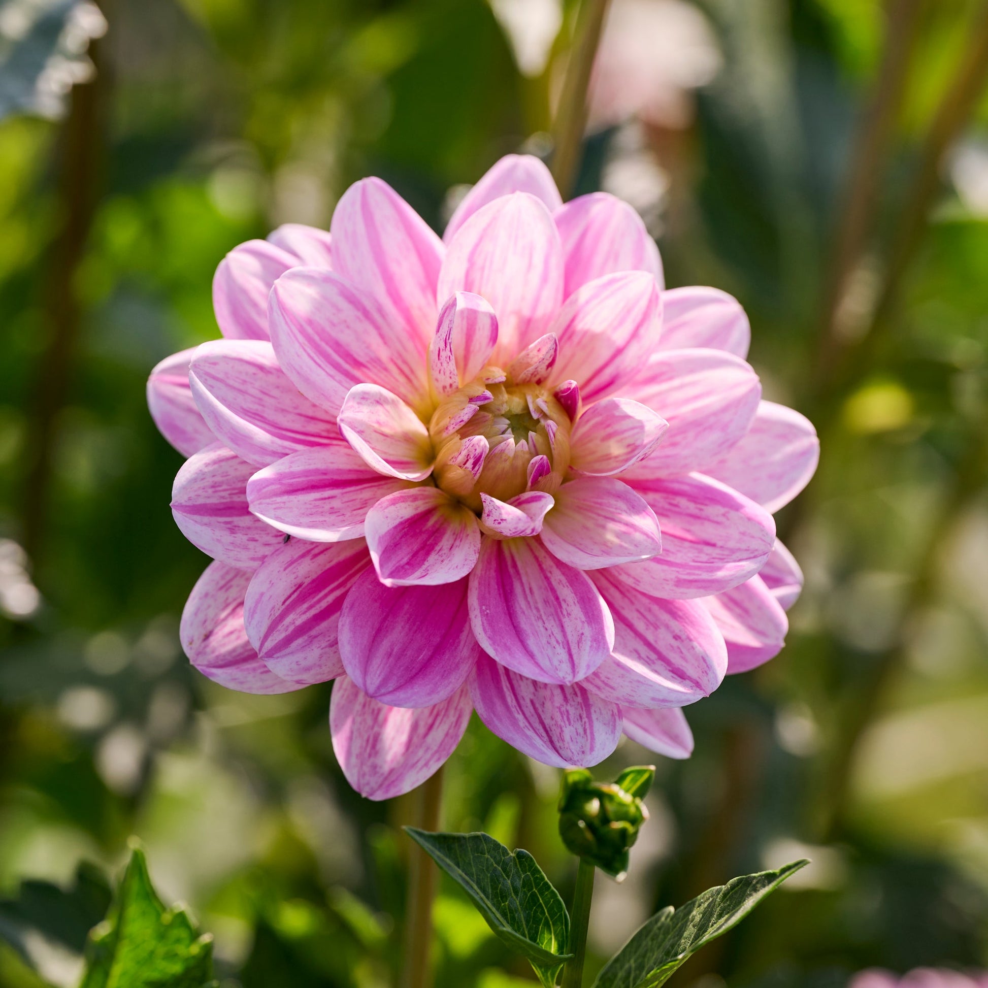 Dahlia 'Bonesta'