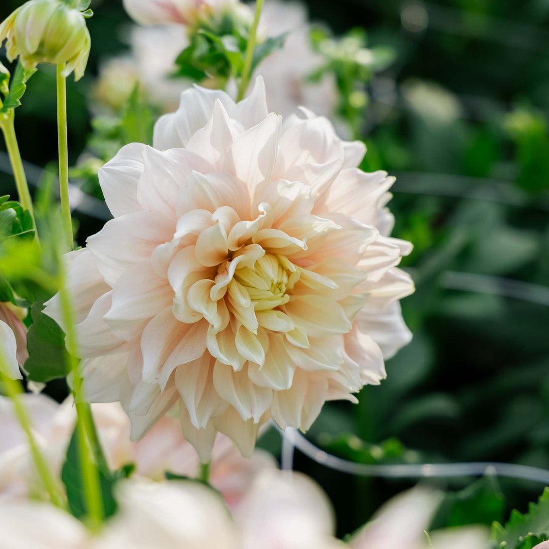 Dahlia 'Break Out'