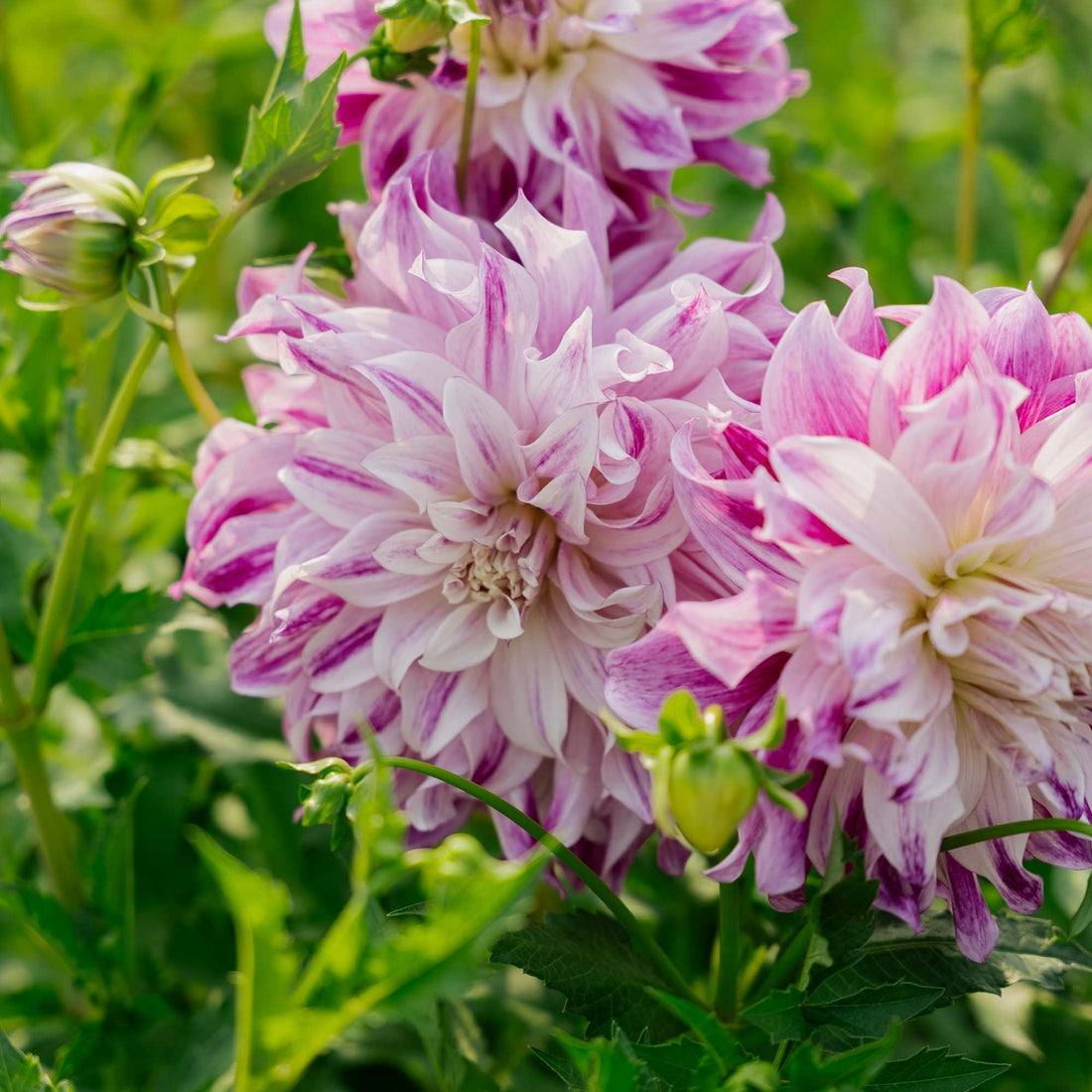 Dahlia 'Bristol Stripe'