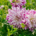 Dahlia 'Bristol Stripe'