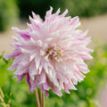 Dahlia 'Bristol Stripe'