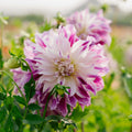 Dahlia 'Bristol Stripe'