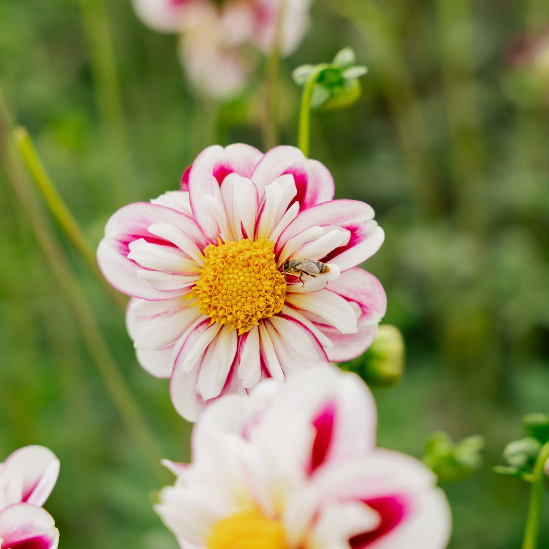 Dahlia 'Bumble Rumble'