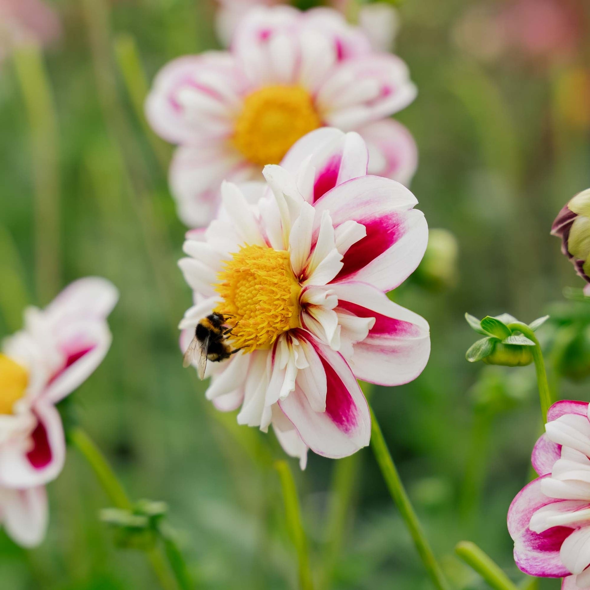 Dahlia 'Bumble Rumble'