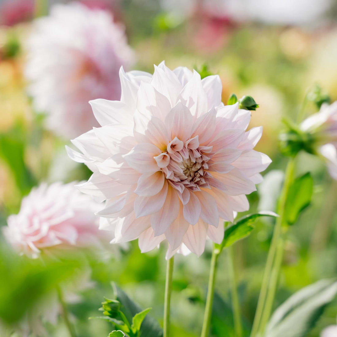 Dahlia 'Cafe au Lait'