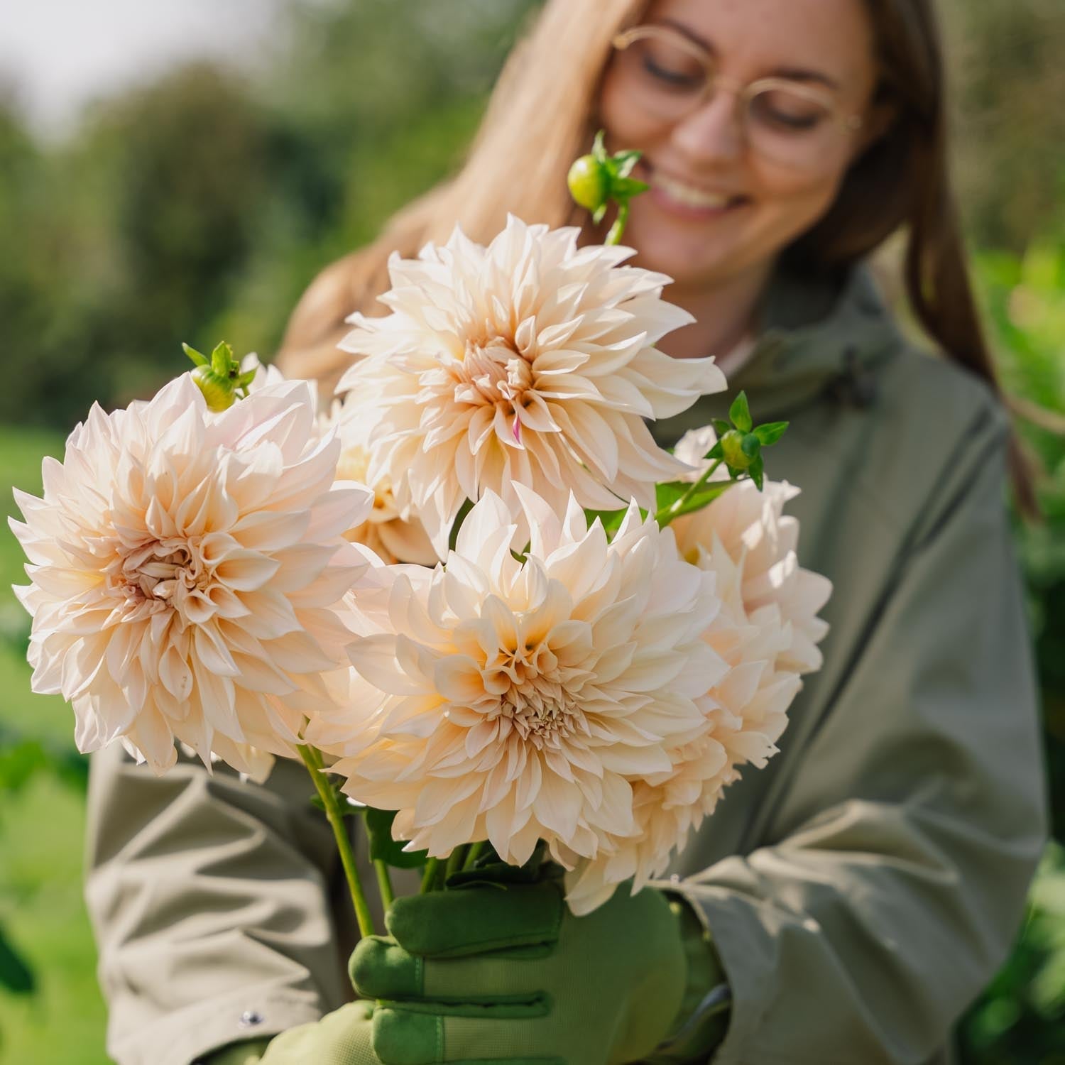 Dahlia 'Cafe au Lait'