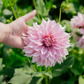 Dahlia 'Cafe au Lait'