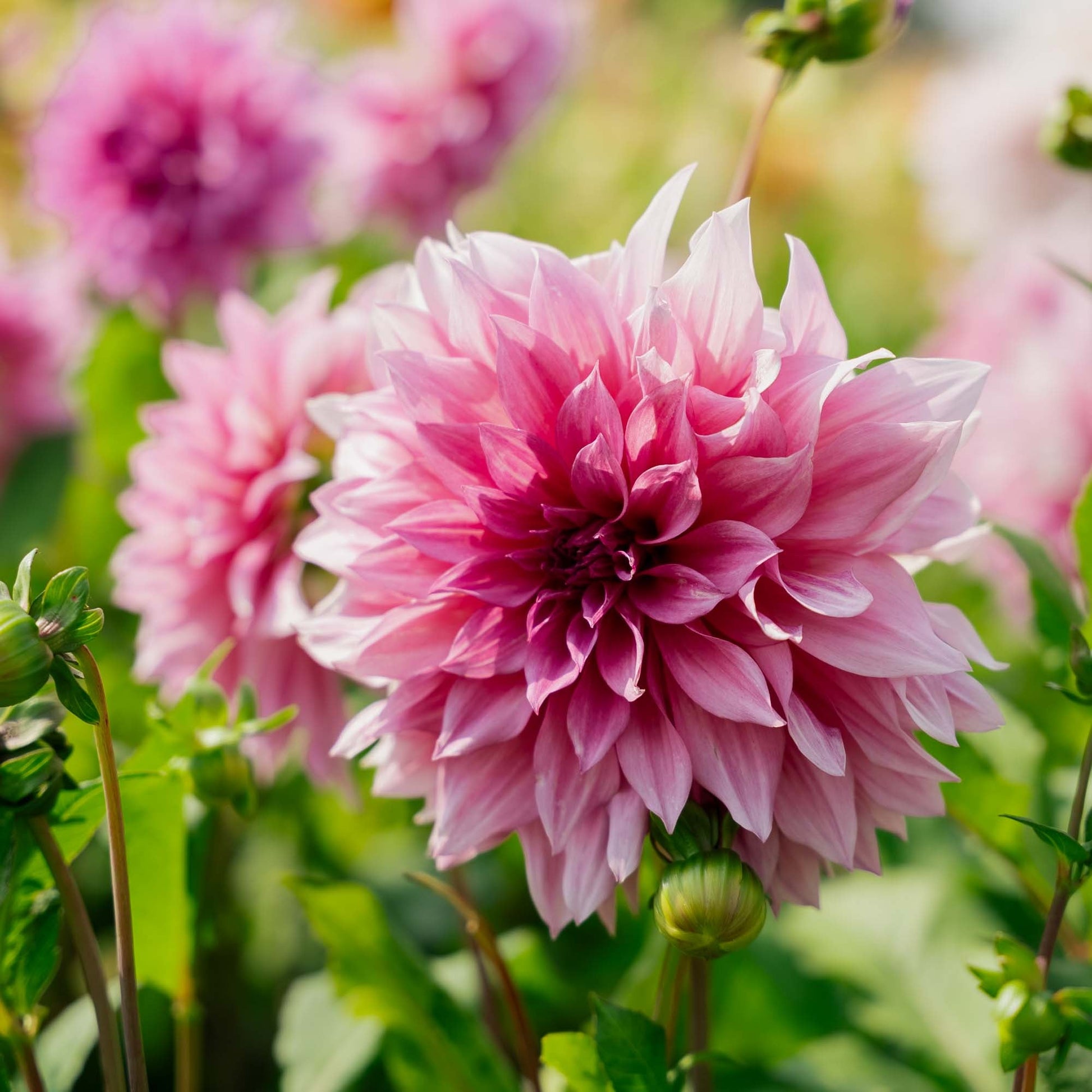 Dahlia 'Cafe au Lait Rose'