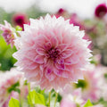 Dahlia 'Cafe au Lait Royal'