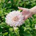 Dahlia 'Cafe au Lait Twist'