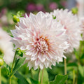 Dahlia 'Cafe au Lait Twist'