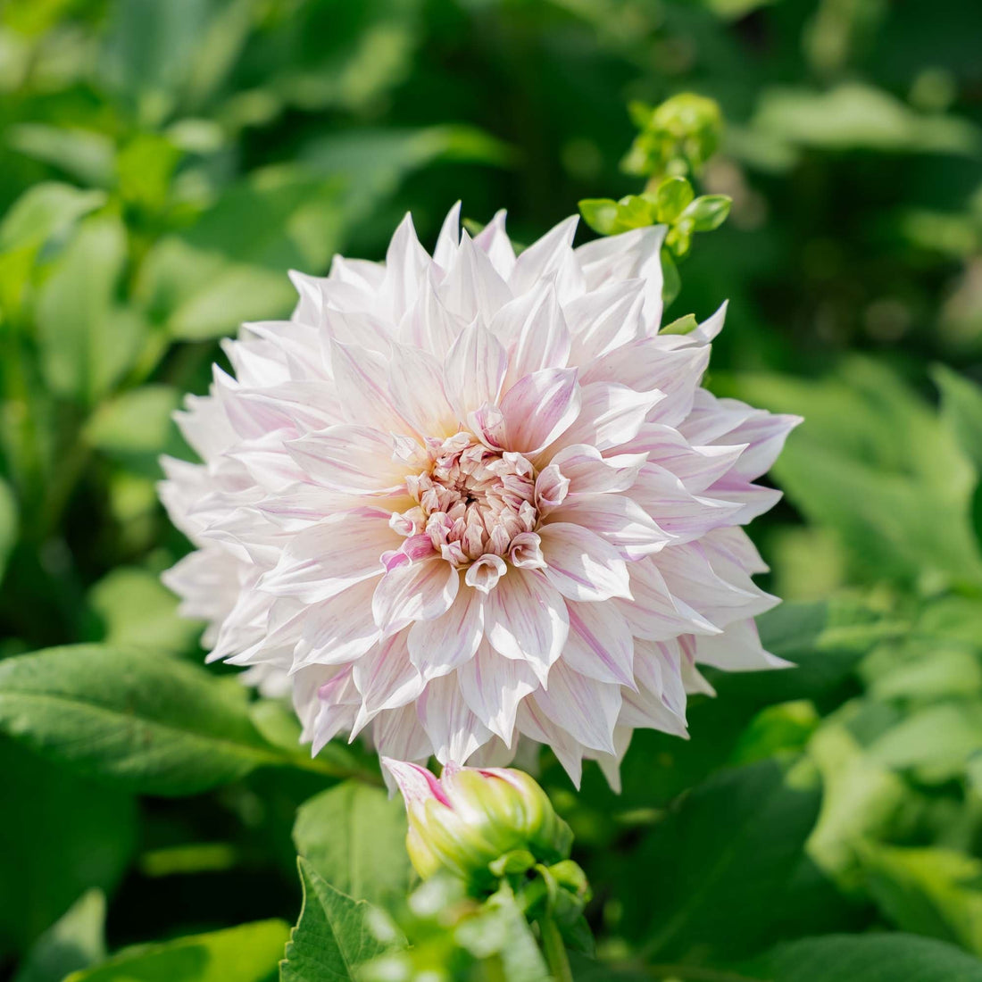 Dahlia 'Cafe au Lait Twist'