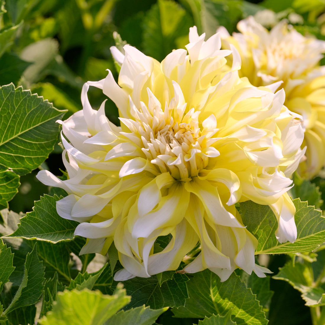 Dahlia 'Calgary flames'