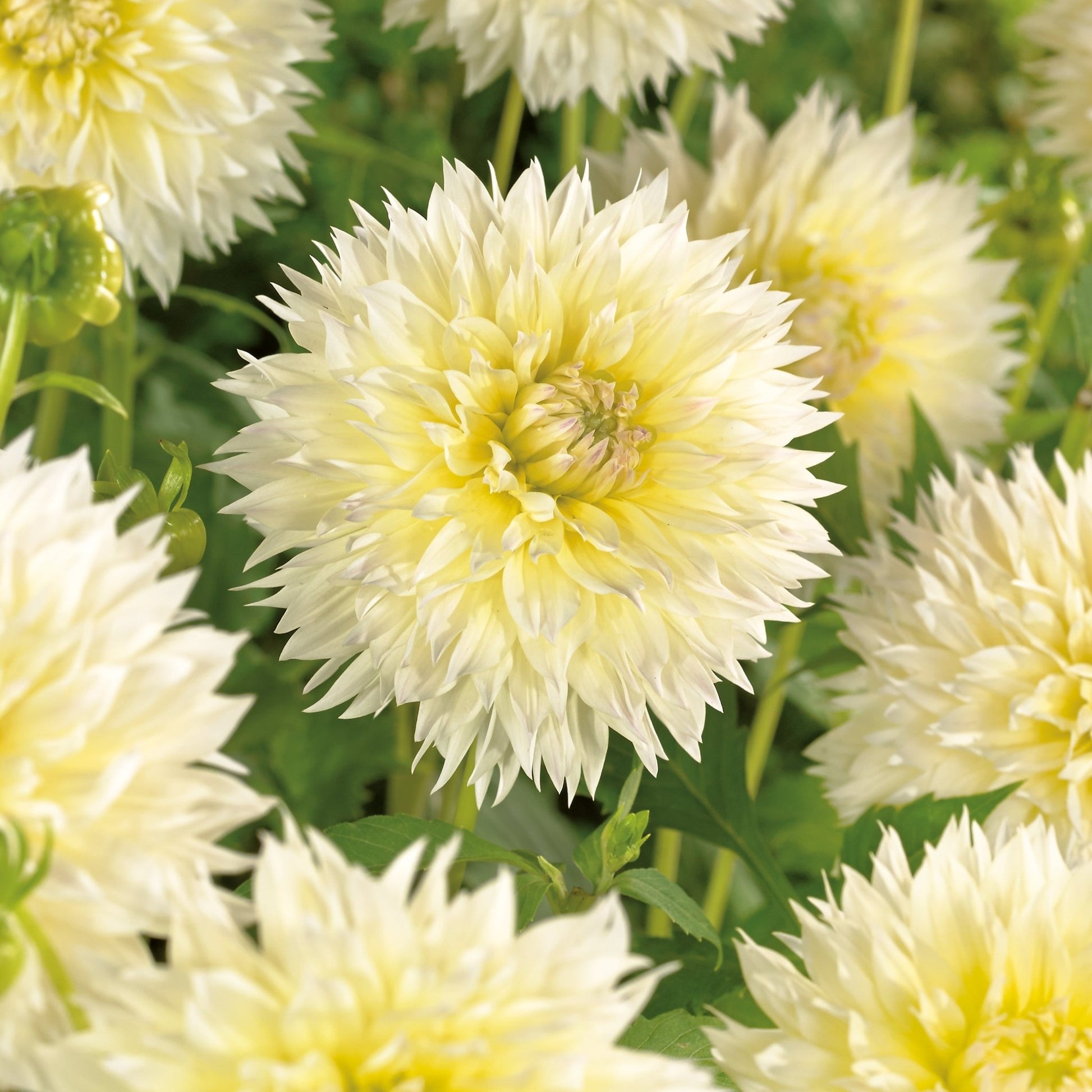 Dahlia 'Canary Fubuki'