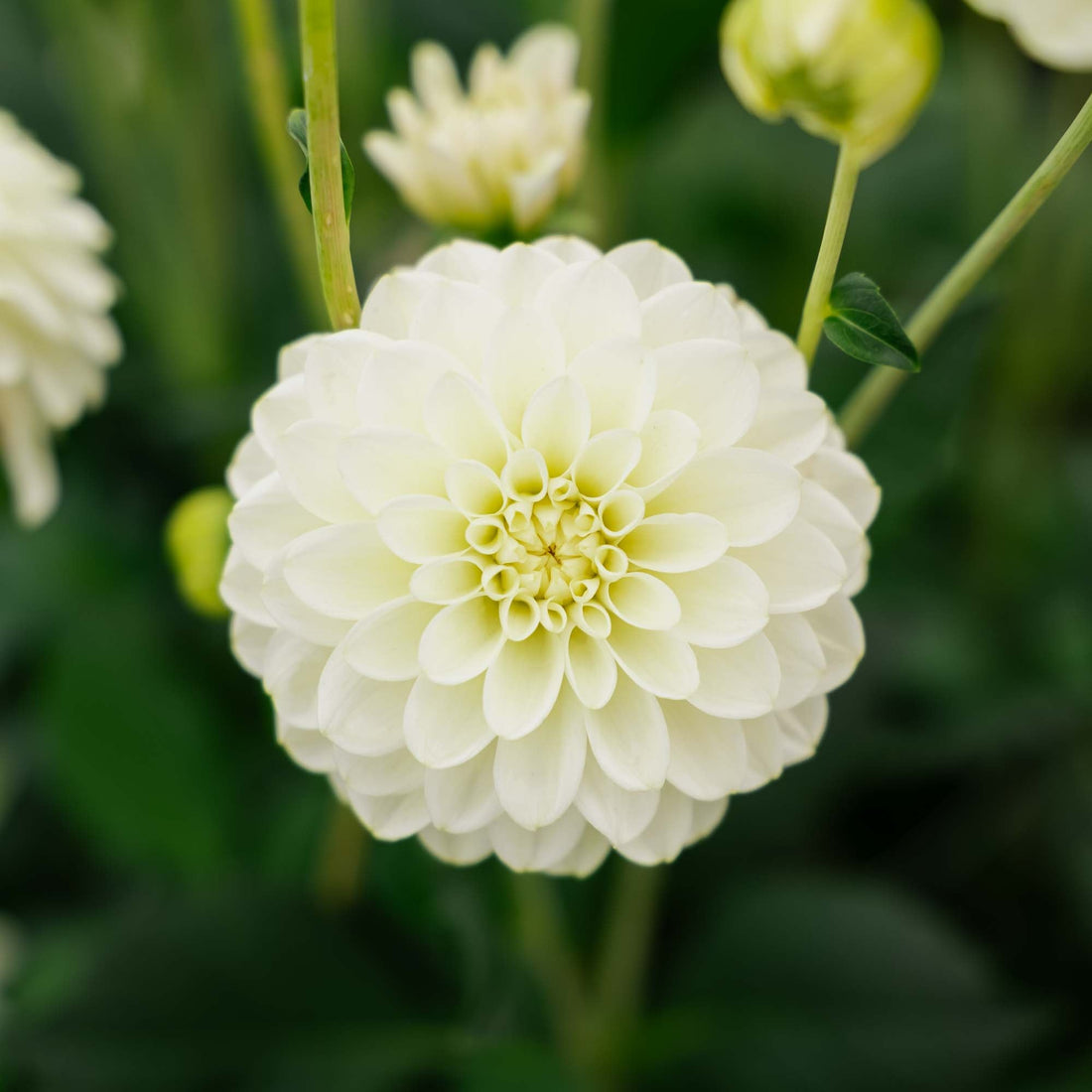 Dahlia 'Caramel Antique'