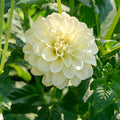 Dahlia 'Caramel Antique'