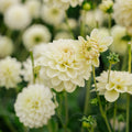 Dahlia 'Caramel Antique'