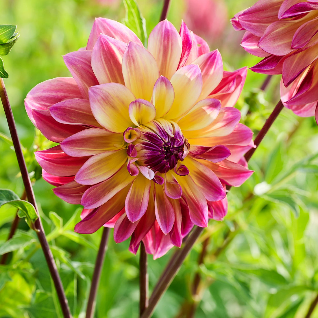 Dahlia 'Caribbean Fantasy'