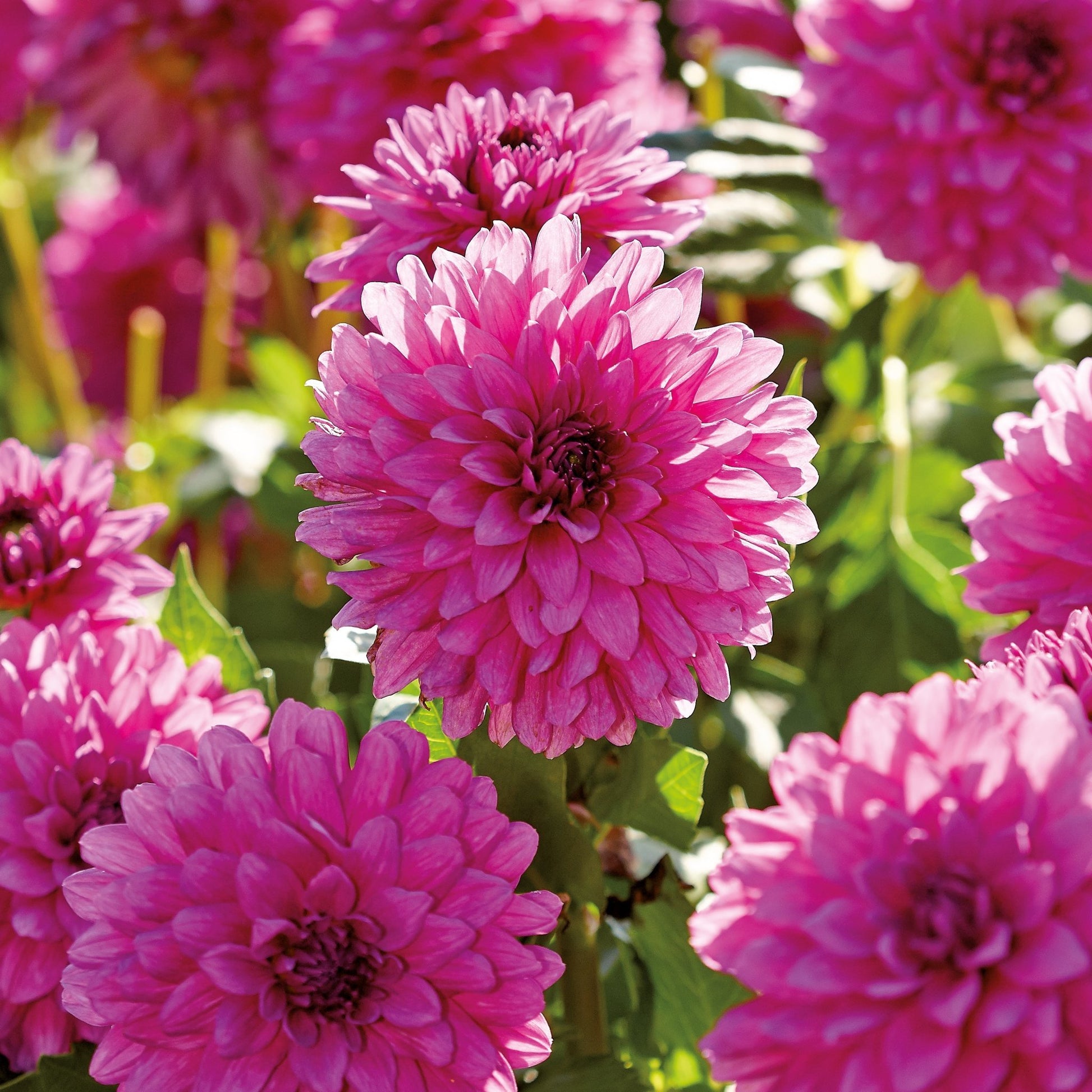 Dahlia 'Claudette'