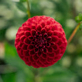 Dahlia 'Cornel'