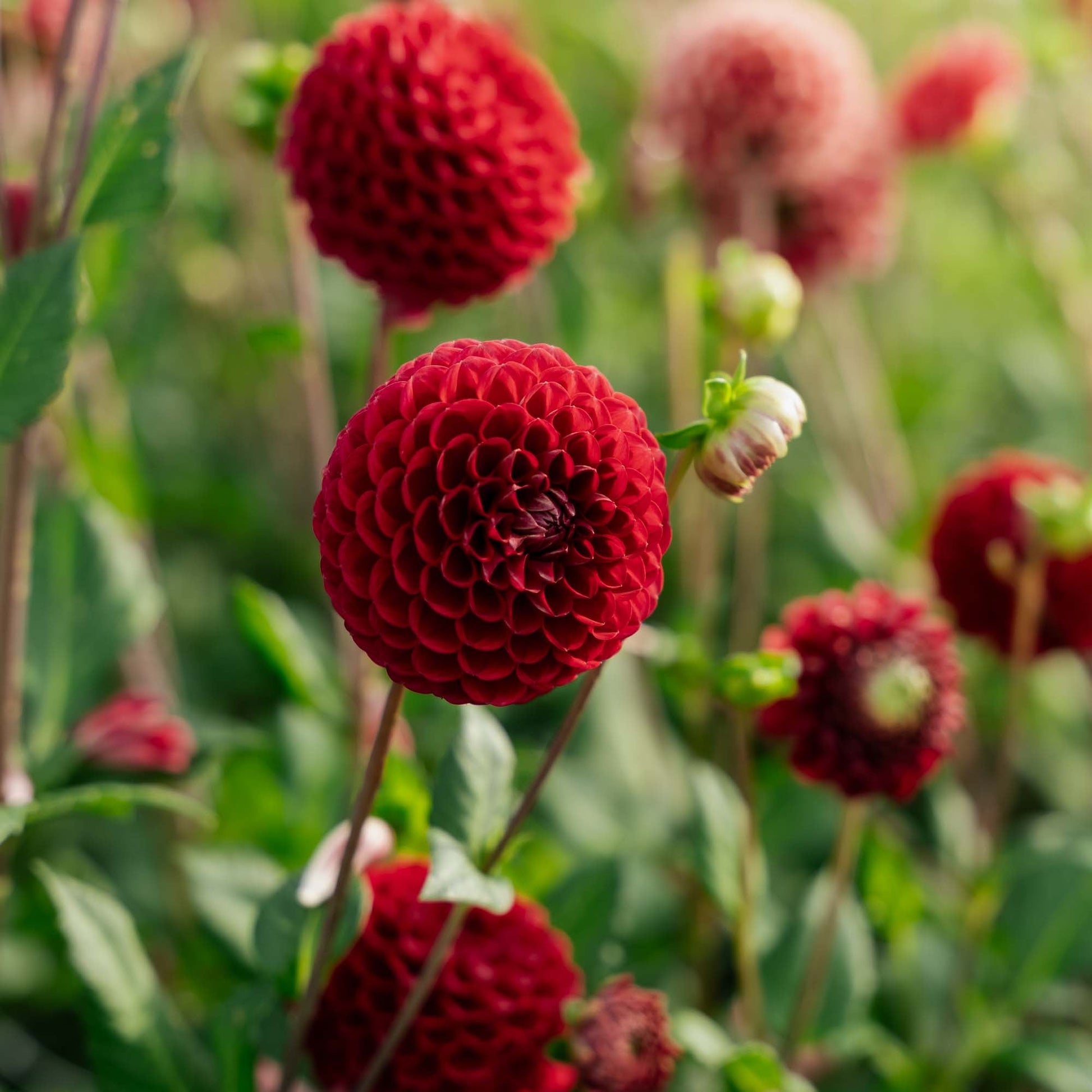 Dahlia 'Cornel'