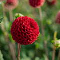 Dahlia 'Cornel'