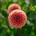 Dahlia 'Cornel Bronze'