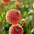 Dahlia 'Cornel Bronze'